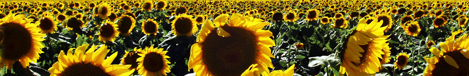 Off the Kuff Rotating Header Image